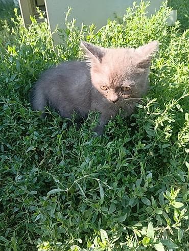 животные кошки: Скотиш Страйт (Шотландская прямоухая), 2 месяца, Мальчик, Серый, Приучена к лотку, Проглистована — 2
