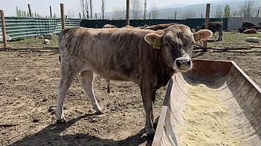 продать животных: Продаю | Бык (самец) | Полукровка | На откорм — 8