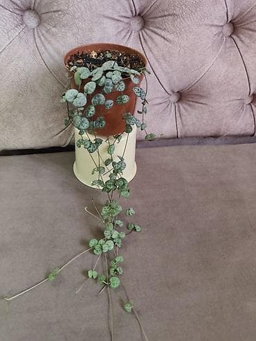 антуриум купить цена: Филодендрон Биркин -300 Хойя с горшком-500 Хлорофитум с горшком-400 — 2