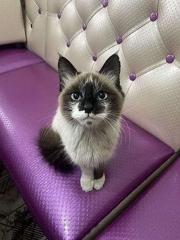 Кошка с колор‑пойнт окрасом (светлое тело, тёмная маска на мордочке at lalafo.kg Кошка с колор‑пойнт окрасом (светлое тело, тёмная маска на мордочке