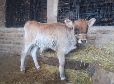 бычок телка: Продаю | Бык (самец) | На откорм | Привязанные — 1