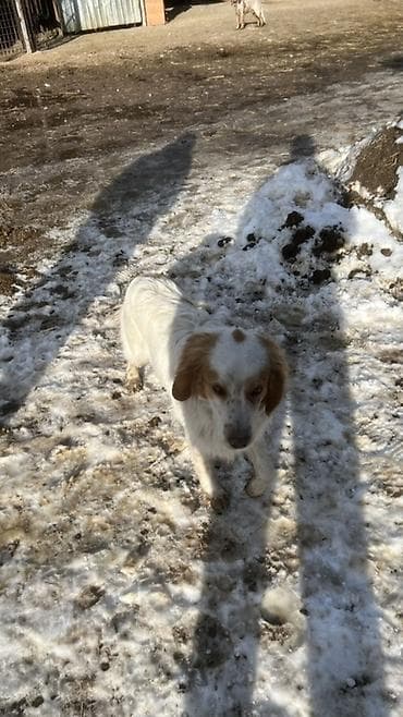 Ит кууту: Спаниель, 9 айлык, Эркек, Эмделген — 3