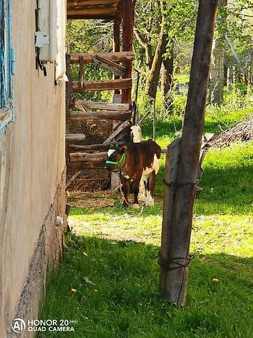 Животные: Продаю | Бык (самец) | Голштин | На откорм — 5