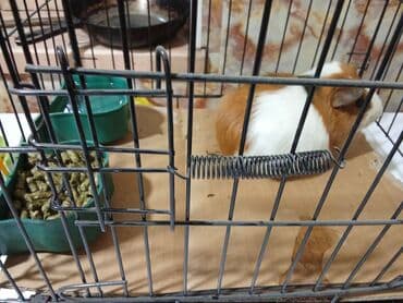 купить переноску для кота бу: Морская свинка. Возраст 1-2 месяца. Деткам на первом фото 1 месяц — 4