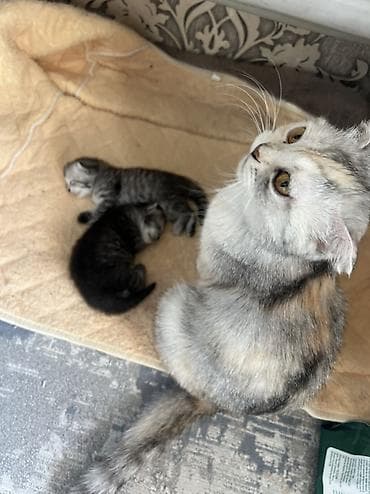 скотиш: Шотландские котята (скоттиш-фолд) от породистой кошки- мамы. На фото — — 2