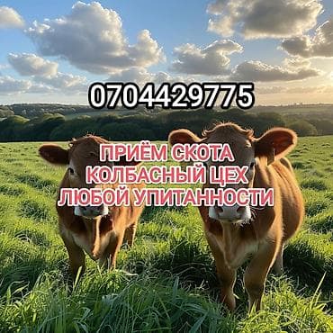 Куплю | Коровы, быки, Лошади, кони, Другие с/х животные | Круглосуточно, Любое состояние, Забитый
