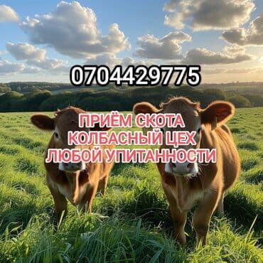 круглый: Куплю | Коровы, быки, Лошади, кони, Другие с/х животные | Любое состояние, Забитый, На забой, на мясо — 1