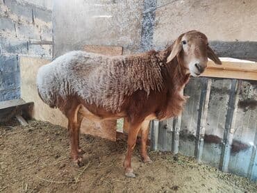 продаю ячмен: Продаю | Баран (самец) | Для разведения — 2