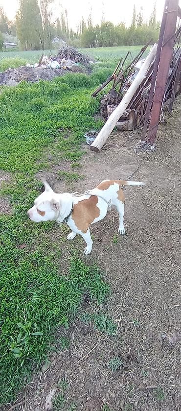 Американский булли, 7 месяцев, Самец