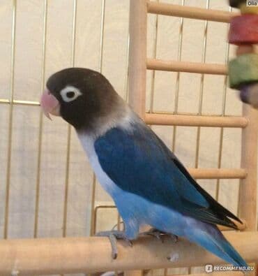 попугай неразлучник купить: Масковый неразлучник считается одним из самых красивых видов — 2