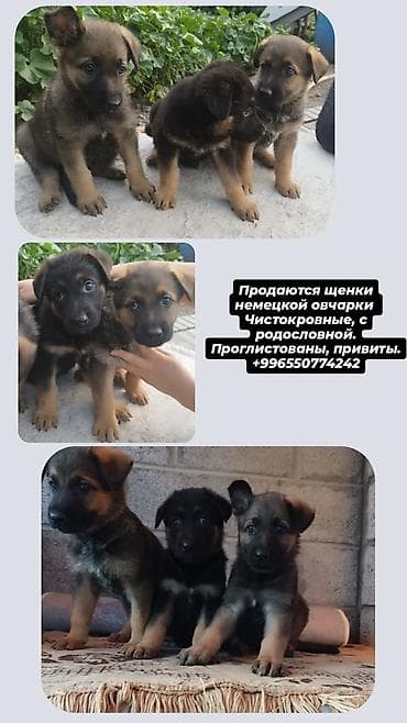 немец овчарка: Щенки немецкой овчарки - Порода: немецкая овчарка, чистокровные - — 1
