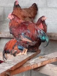 сколько стоит ожереловый попугай: Тоок — 3