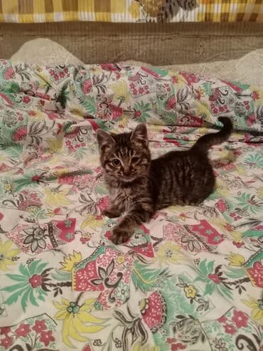 Отдам даром, в хорошие руки