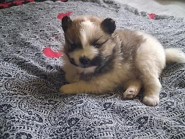 домашние питомцы: Помиранский шпиц •Девочка •Родилась 14 .03.2026 •Окрас : пати-колор — 8