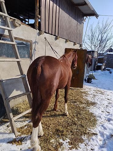 ургачы музо: Продаю | Кобыла (самка) | Рабочий — 2