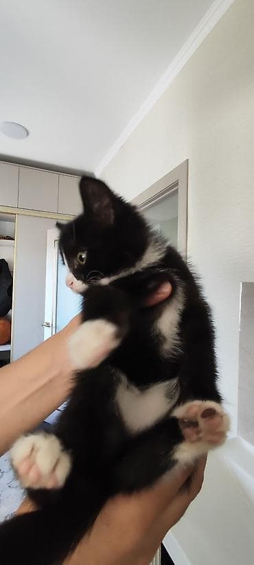 где можно купить кошку в бишкеке: Отдам котёнка в добрые руки 🐾 Девочка, 3 месяца. Очень умная, ласковая — 7