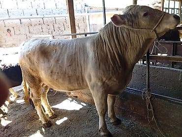 сары булун: Сатам | Бука (эркек) | Шароле | Бордоп семиртүү үчүн — 6