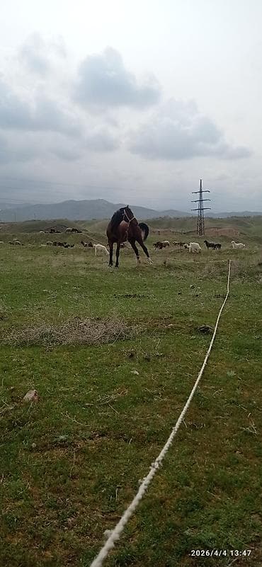 белый конь: Продаю | Жеребец | Рабочий — 5