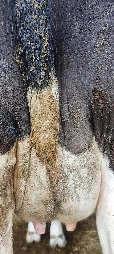 алабай щенка: Продаю | Корова (самка) | Для молока — 5