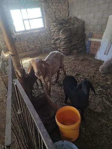 сколько стоят совы: Продаю | Овца (самка) | Для разведения | Матка — 1