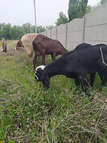 индийский бегунок купить: Продаю | Козлёнок | Нубийская | Для разведения — 8