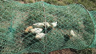 куплю клетки для кур несушек: Китайский инкубатор на 12 куриных яйиц использовали один раз был — 10