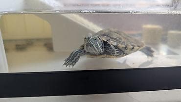 Представляем красноухую черепаху вместе с полностью оборудованным