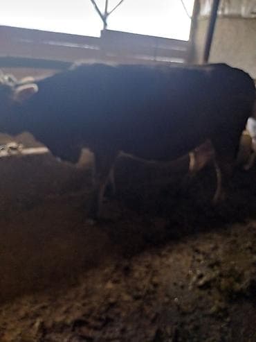 собаки пародистые: Продаю | Бык (самец) | Племенные — 2