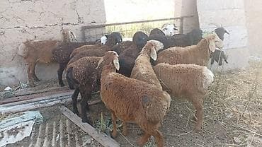 рыбы в аквариум купить: Продаю | Козёл (самец) | Для разведения | Осеменитель — 9