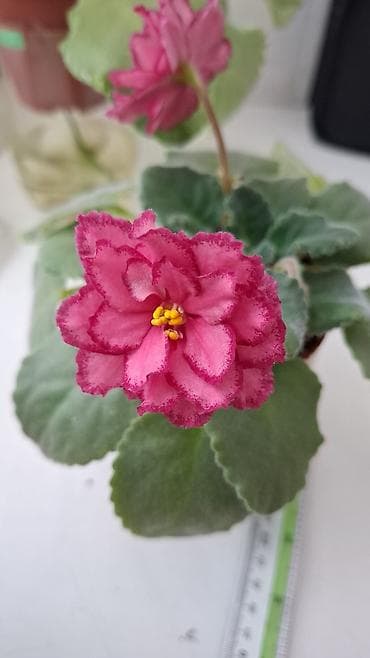 черенки смородины: Почти даром! листочки фиалок из нижних рядов. сорта -Арапаха -валеска — 4