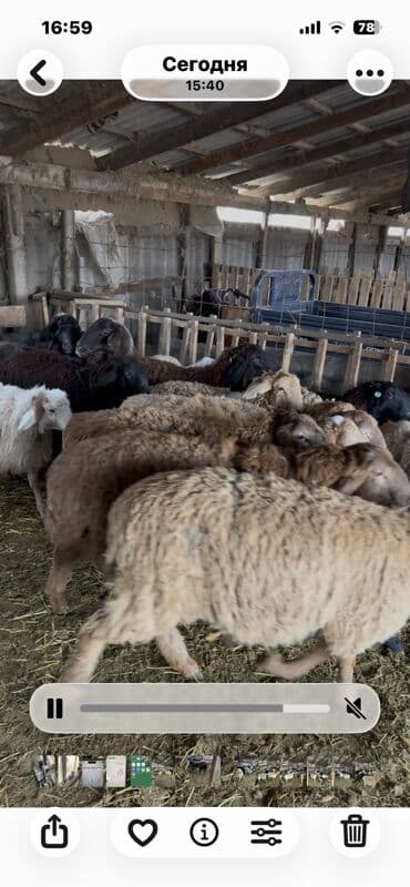 купить собаку хмонг: Продаю | Овца (самка) | Полукровка — 2