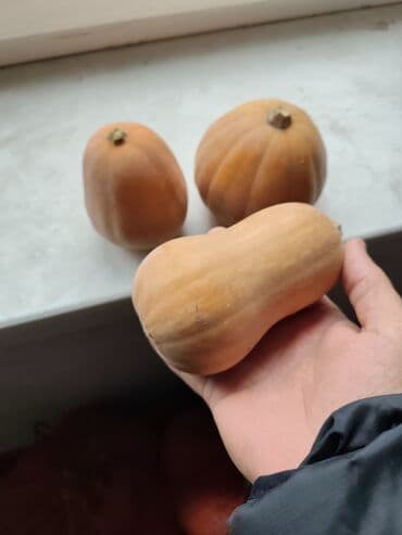 Тыква мускатная, домашняя, ароматная и сладкая. Небольшие плоды