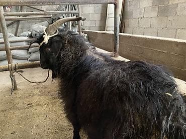 Продаю | Козёл (самец) | На забой, Для разведения