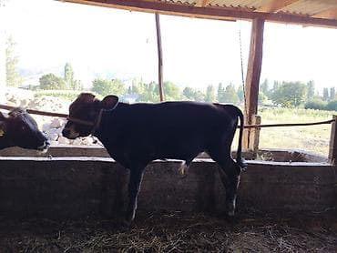 откорм: Продаю | Бык (самец) | Алатауская | На откорм — 3