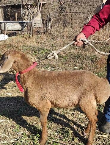 собака бульдок: Продаю | Ягненок, Баран (самец) | Гиссарская, Арашан | Для разведения — 5
