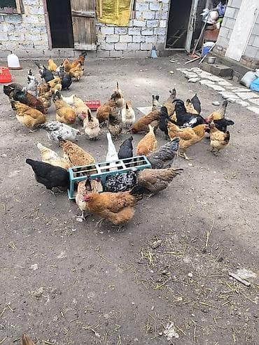 певчие птицы: Продаю | Куры | Домашняя | Для разведения — 6