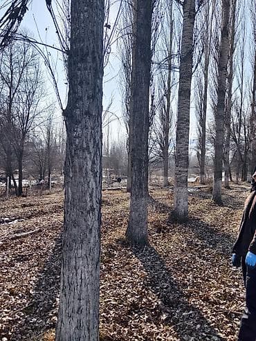 тополь продаю: Тополя пирамидальные (Populus, стройная колонновидная форма) для — 1