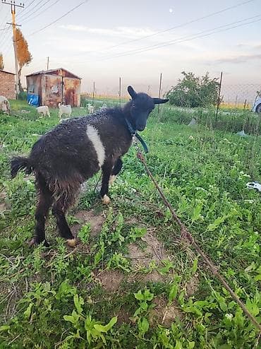 отдам в хорошие руки щенка ягдтерьера: Продаю | Коза (самка) | Полукровка | Для разведения — 1