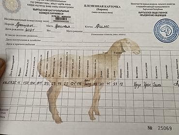 мал айдаган ит сатылат: Сатам | Кочкор (эркек) | Арашан | Көбөйтүү үчүн | Асыл тукумдуу — 4