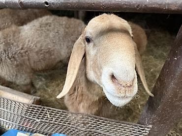 лиман браун: Продаю | Баран (самец) | Для разведения | Осеменитель — 5