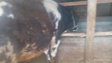 ангус порода: Продаю | Бык (самец) | На откорм | Осеменитель — 3