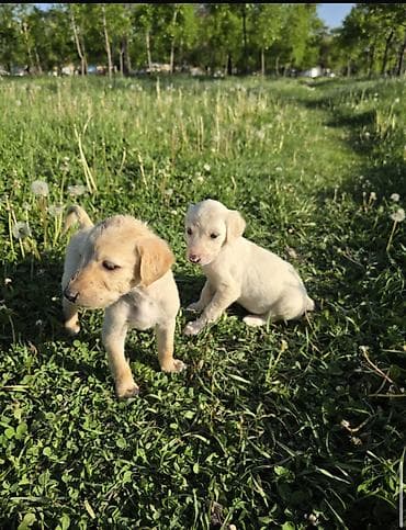 собака чихуахуа: Тайган кучук Бир ай чиста кровный — 7