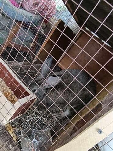 уй бишкек: Продаю | Кролик самец | Для разведения — 2