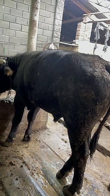 телка голштин: Продаю | Бык (самец) | На откорм | Привязанные — 6
