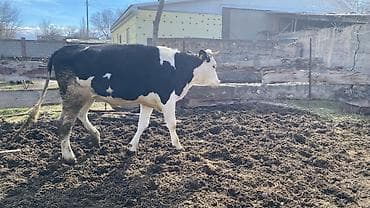 Продаю | Тёлка | Голштин | Для молока | Племенные