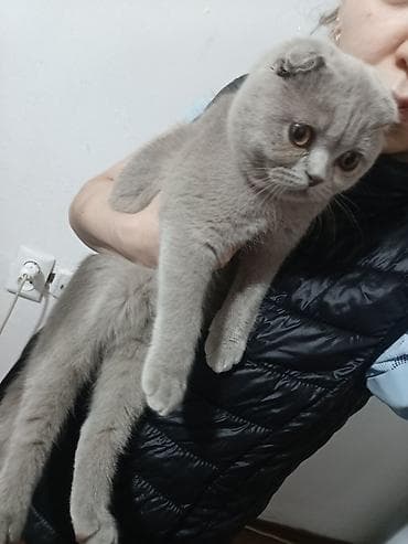 пушистая сиамская кошка: Продаю Шотландская вислоухая кошка (Scottish Fold) - Порода — 2