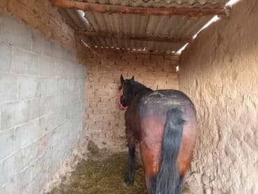 машинка для стрижки животных: Продаю | Кобыла (самка) | На забой | Осеменитель — 3