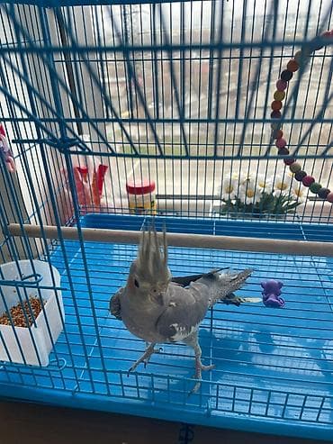 клетка птиц: Корелла (нимфа) в комплекте с клеткой и аксессуарами. Описание: - — 2