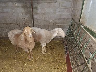 для овец: Продаю | Овца (самка) | На забой, Для разведения | Ярка — 3