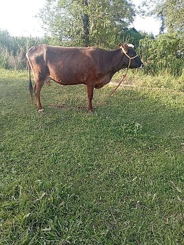 Продаю | Корова (самка) | Алатауская | На откорм, Для разведения, Для молока | Племенные, После отела — 1